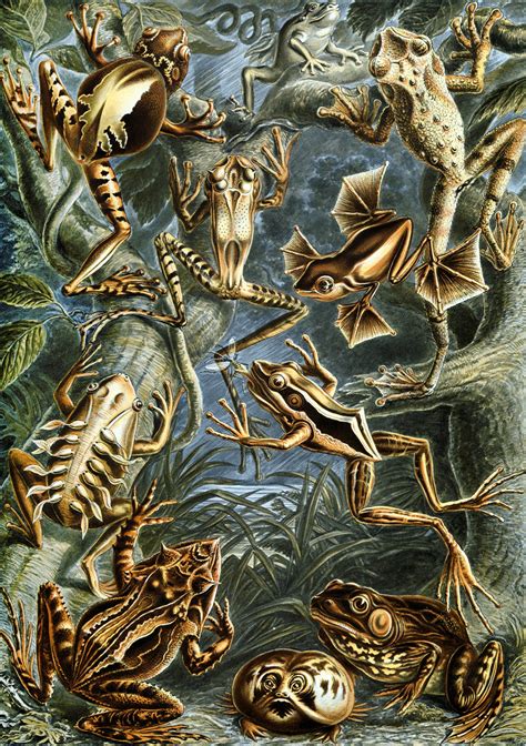 Art Forms In Nature Plate 68 Batrachia By Ernst Haeckel
