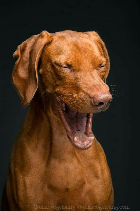 1000 Images About Vizsla Love On Pinterest Pets Puppys And Hunting