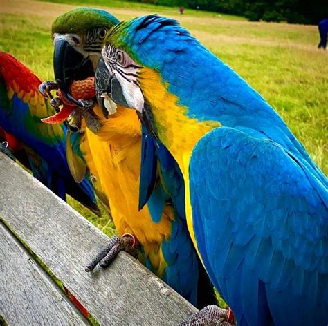 Birds Farm Parrots Breeds