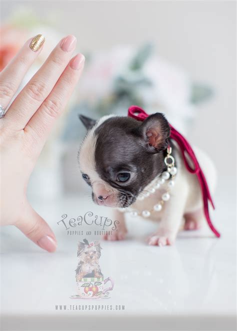 Tiny French Bulldog Puppies Teacup Puppies And Boutique