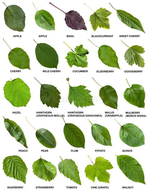 Leaves Name Tree Leaves Plant Leaves Names Of Leaves Trees And