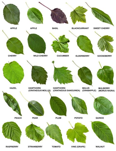 Leaf Guide Tree Identification Volfreader