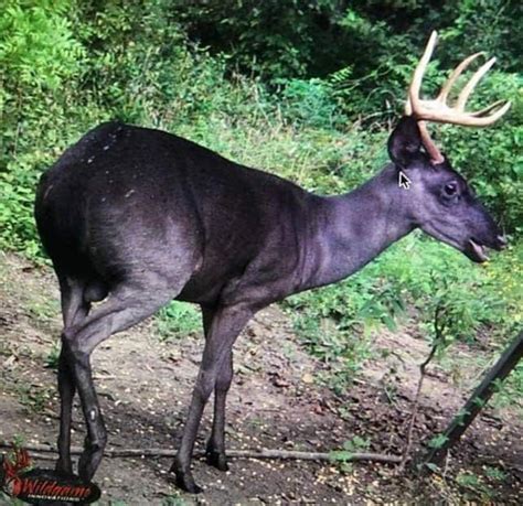 Beautiful Melanistic Buck Captured On Trail Cam In Texas This