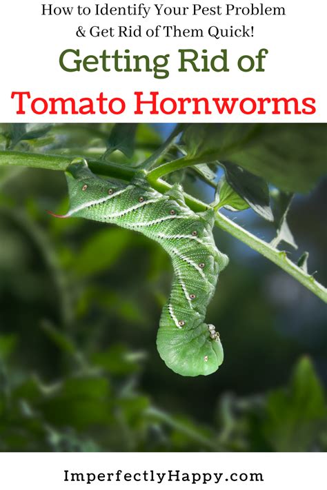 Getting Rid Of Tomato Hornworms The Imperfectly Happy Home In 2021