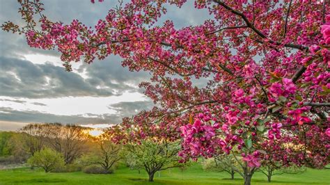 spring, Beauty, Tree, Landscape, Sky, Cloud, Flower Wallpapers HD ...