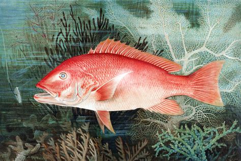 Fish Redfish Vintage Art Free Stock Photo Public Domain Pictures