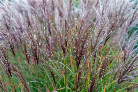 Plant Van De Maand De Mooiste Soorten Prachtriet Buitenleven