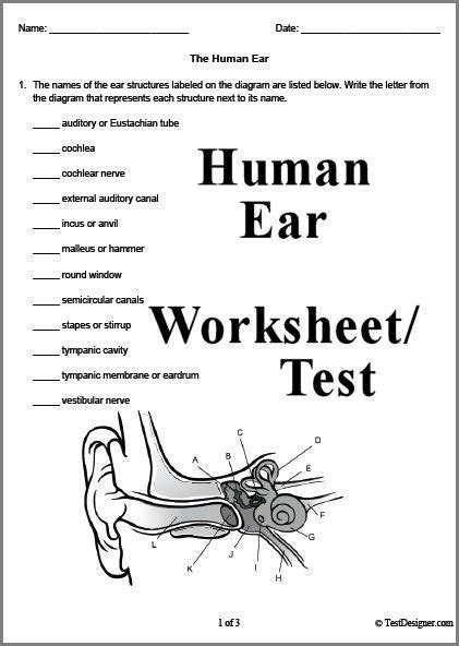 Pin On How Do We Hear Anatomy Worksheets