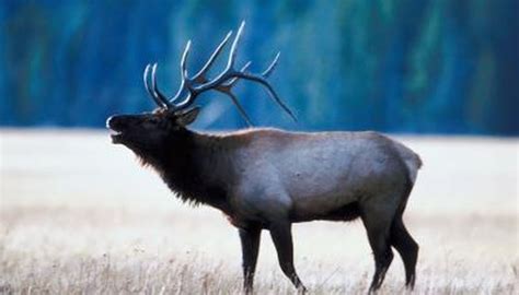 The elk is a survivor and a protector bringing good omens to people. Do Elk Have Split Hooves? | Animals - mom.me