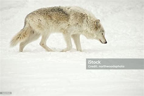 Wisconsin Gray Wolf In Fresh Snow Stock Photo Download Image Now