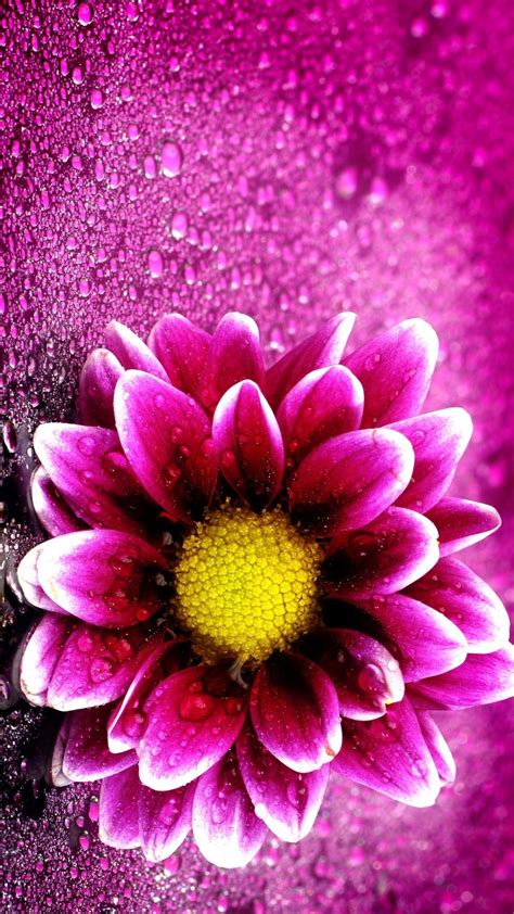 2018 Download Pink Flower Wallpaper Iphone Full Size 3d