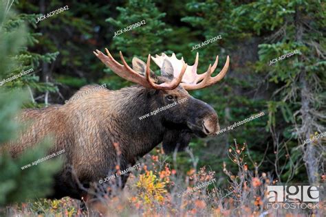 Bull Moose Alces Alces Portrait In A Boreal Forest Northern Alberta