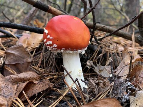 Toadstool Mushroom In The Autumn Deciduous Forest Dangerous Mushrooms