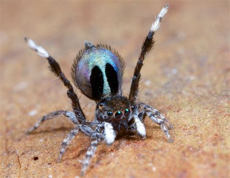 Australias Peacock Spiders So Cute Even Arachnophobes Will Love Them