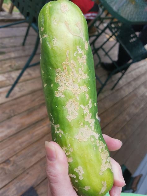 Anyone Know What Caused This On My Cucumbers And Is It Safe To Eat