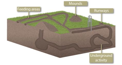 Gophers Vs Moles Vs Voles Everything You Need To Know Pest Control Gurus