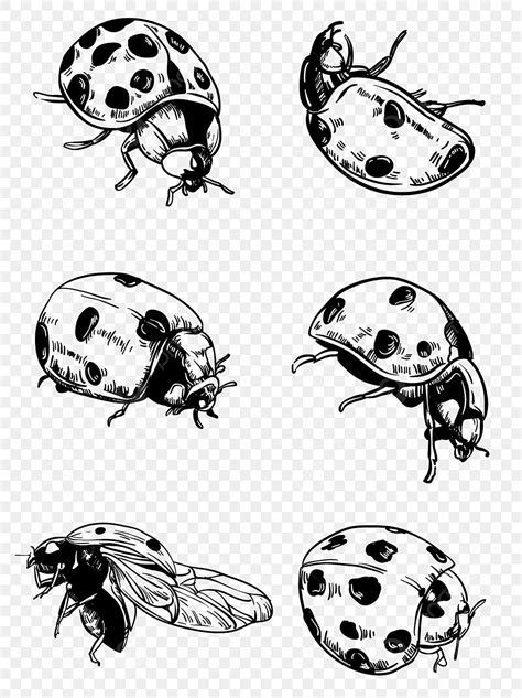 Mariquita De Insectos Dibujados A Mano Dibujo Lineal Blanco Y Negro Png