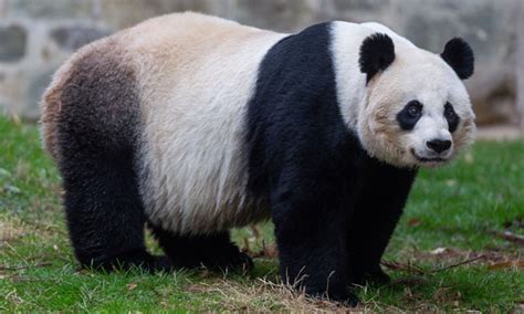 Us Born Giant Panda Cub Turns One Month Old Global Times