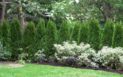 Emerald Green Arborvitae Near Street As Privacy Fence With Low Shrubs