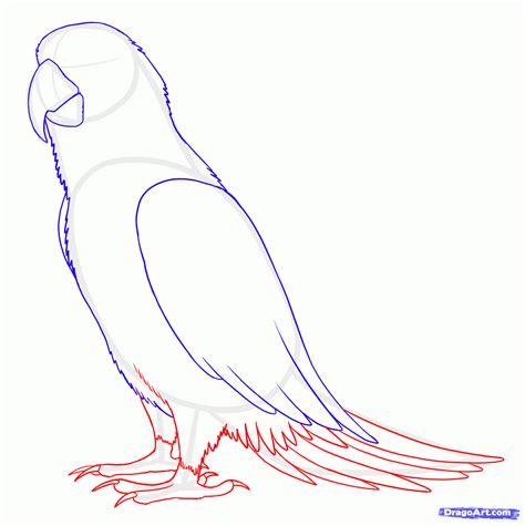 How To Draw Parrots Draw Macaws Step By Step Birds Animals Free