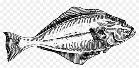 Flatfish Halibut Flounder Fish Fry Halibut Clipart Hd Png Download