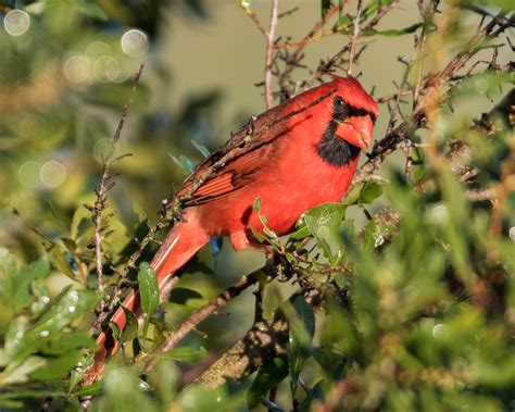 Wallpaper Birds Nature Red Outdoors Branch Wildlife Beak