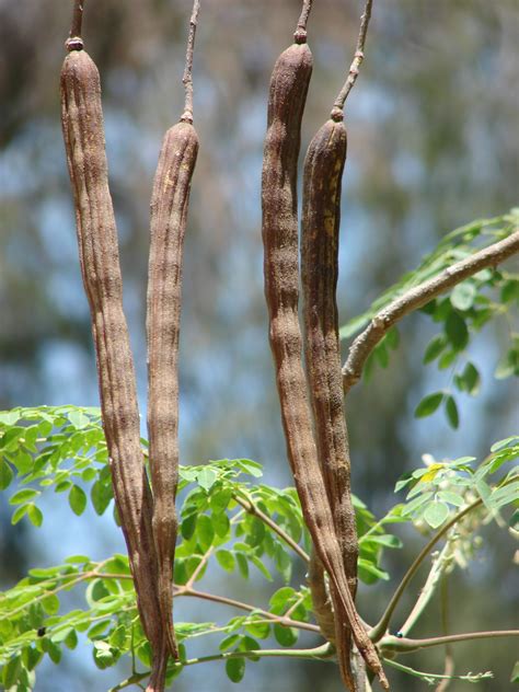 Moringa Oleifera Mourongue Raifort Arborescent