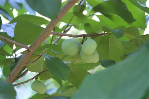 16 Usda Zone 5 Fruit Trees Including Dwarf Varieties