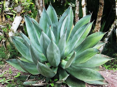 Agave Características Tipos Y Más Jardineria On