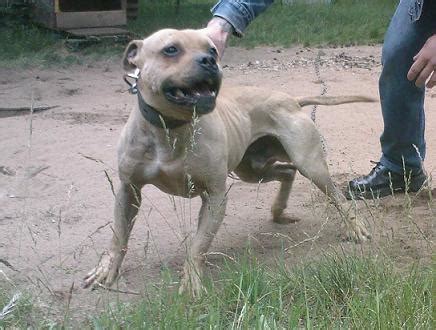 The grey skin is the key to this. ONLINE PEDIGREES :: 319307 :: DOWN TOWN'S DIGGER B.I.S