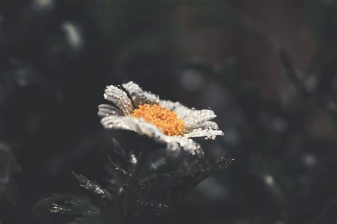 Free Photo Selective Focus Photography Of White Daisy Flower With