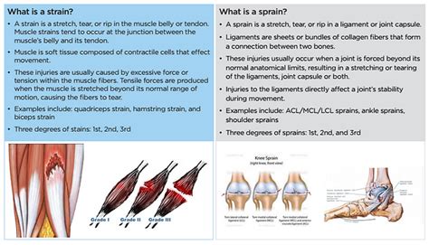 Why Tendons And Ligaments Heal More Slowly Than Muscle