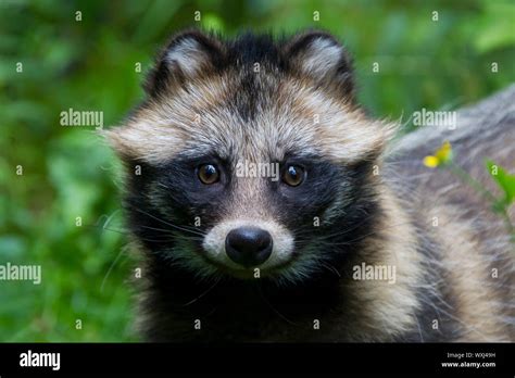 Raccoon Dog Nyctereutes Procyonoides Europe Fotos Und Bildmaterial In