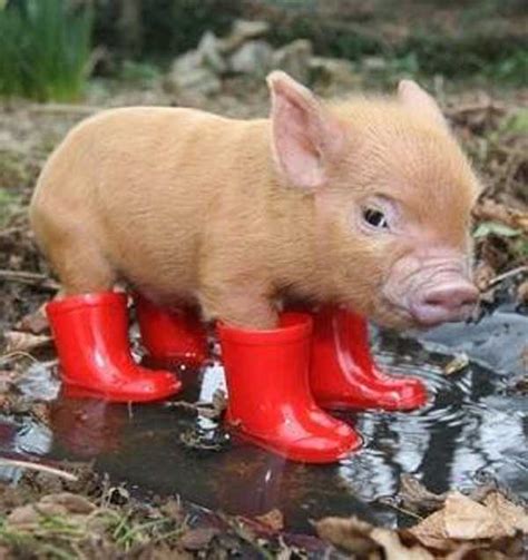 Una nuova possibilità di scelta tra gli animali domestici le origini del maialino nano, conosciuto anche col nome di maialino vietnamita, restano perlopiù sconosciute. Maiale domestico - Idee Green