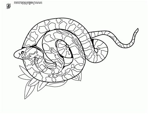 Boa Coloring Page Coloring Home
