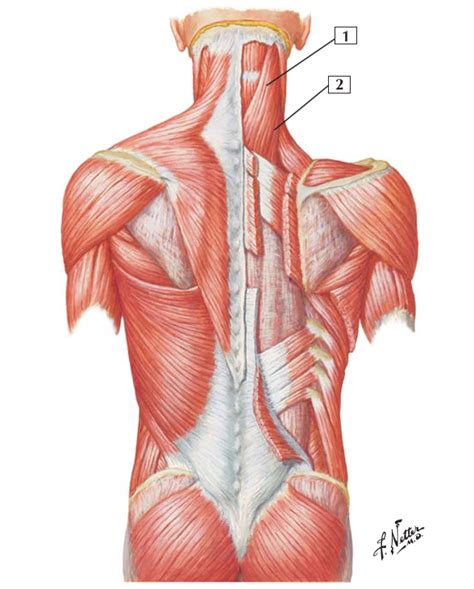 Músculos Del Dorso Planos Superficiales Diagram Quizlet