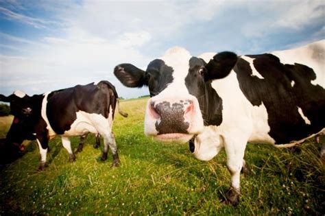 Scientists Develop Genetically Modified Cows Without Horns To Make
