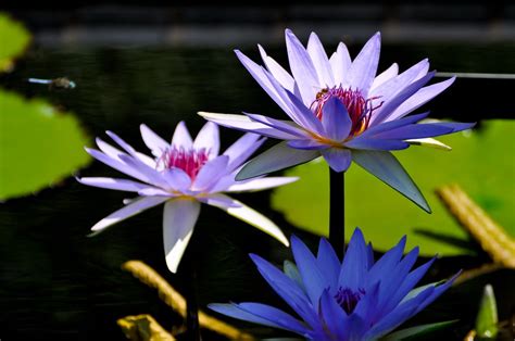 Water Lily Likeaduck Flickr