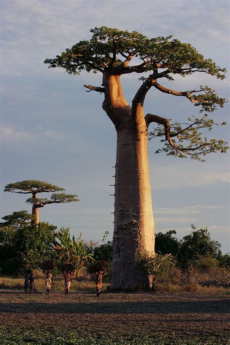 Adansonia Grandidieri Giant Baobab Morondava Unique Trees Nature