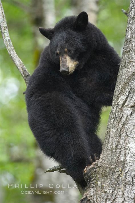 Black Bear In A Tree Ursus Americanus Orr Minnesota 18755