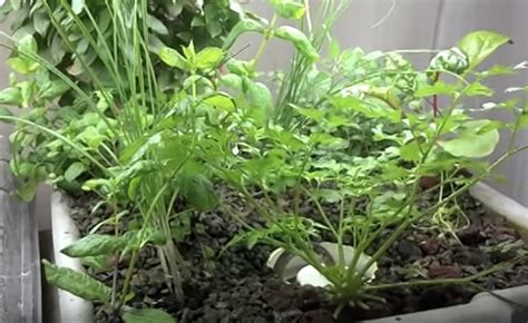 #aquaponic #aquaponicssystem #aquaponics #backyardaquaponics #aquaponicsaustralia #aquaponicssupplies #aquaponicsfish. $150 Easy & Affordable DIY Backyard Aquaponics System ...