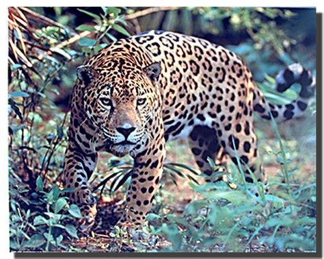 Jaguar Prowling Poster Animal Posters Jaguar Posters