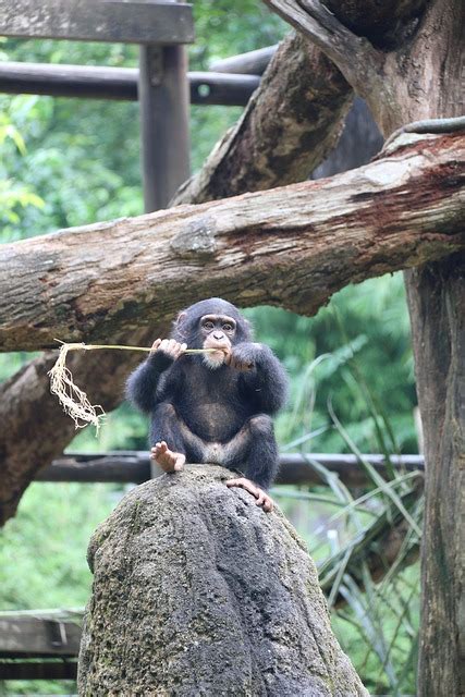 Chimpanzee Cute Monkey Free Photo On Pixabay