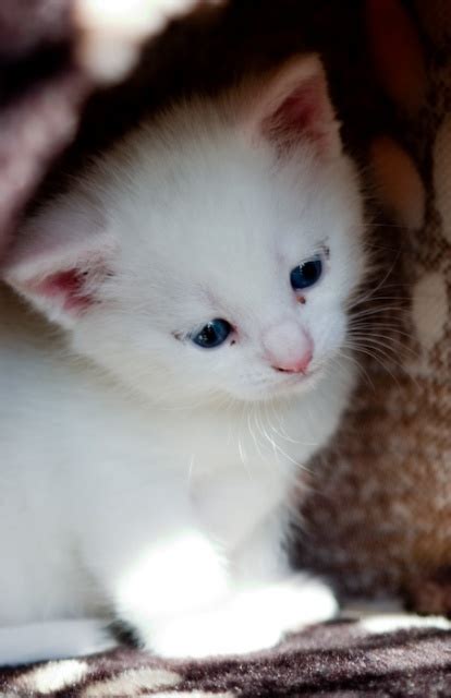 How much does cat litter cost? How much does a Turkish Angora Kitten Cost? - Annie Many