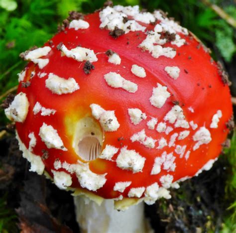 Free Images Nature Plant Flower Red Autumn Flora Fungus Agaric