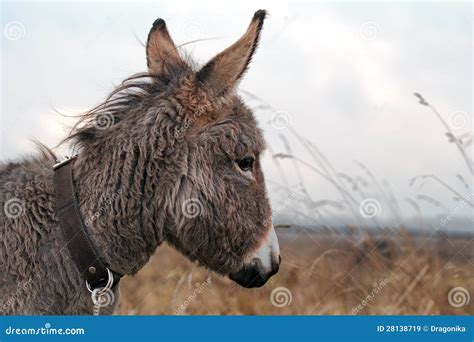 Gray Donkey Stock Image Image Of Animal Fluff Donkey 28138719