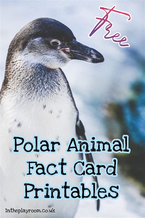 Polar Arctic Animals Facts For Kids Free Printable Cards And Games To