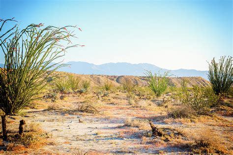 Lovely Morning In Anza Borrego Photograph By Joseph S Giacalone Fine
