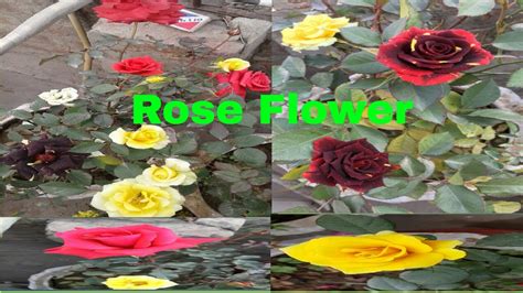 How To Take Care Of Roses Plants For More Roses Urdu