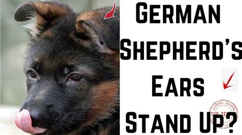 At What Age Do German Shepherd Puppies Ears Stand Up